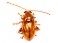 Neocrepidodera transversa